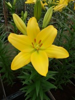 [5050 Nashville No01.JPG]